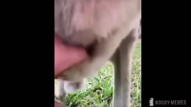 Memes that if you laugh your are in trouble