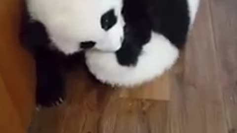 Three adorable Baby's panda play together.