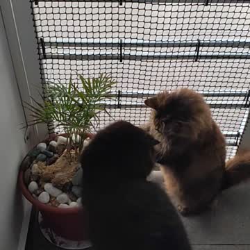 Naughty Cat Destroying My Tree