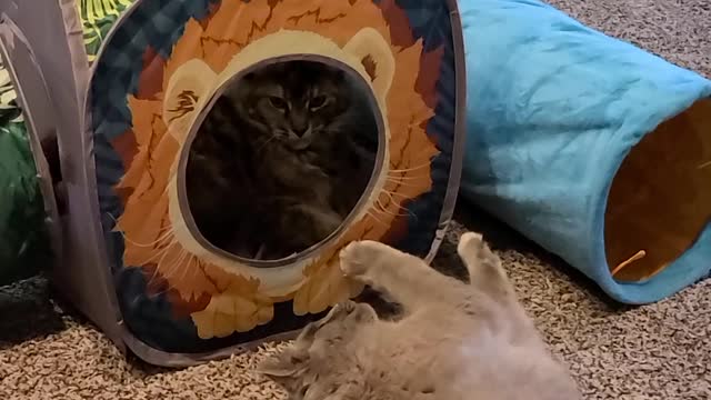 Jax likes Belle, but she puts up with him