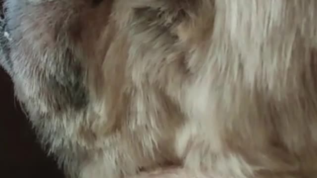 Sleeps like an angel