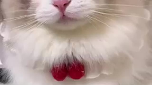 Top Funny 🐈 Cats videos.
