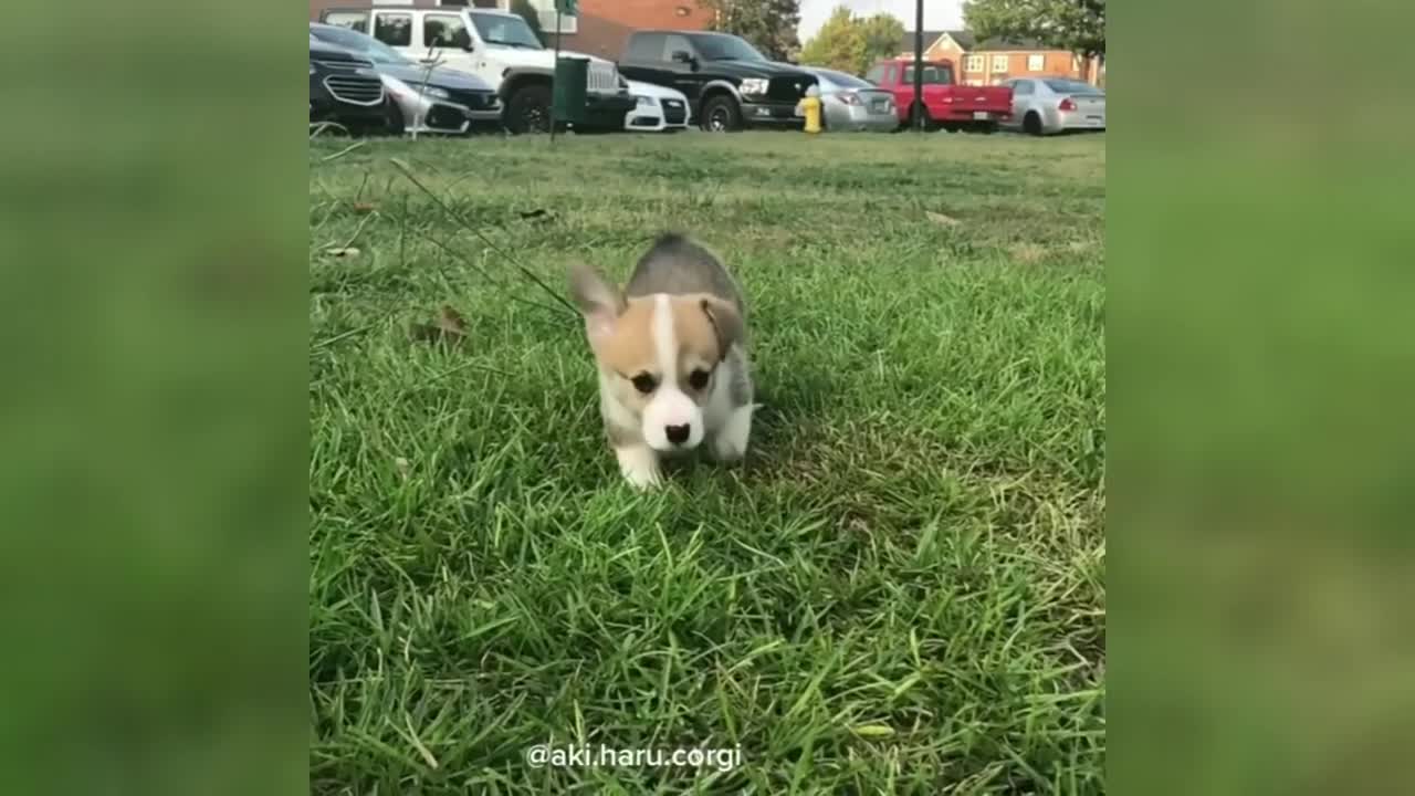 Cutest Golden Retriever Puppies funny