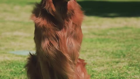 Retriever Dog is Sitting on the Grass in the Park