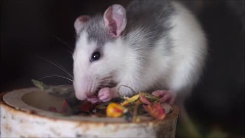 A little mouse eating fruit