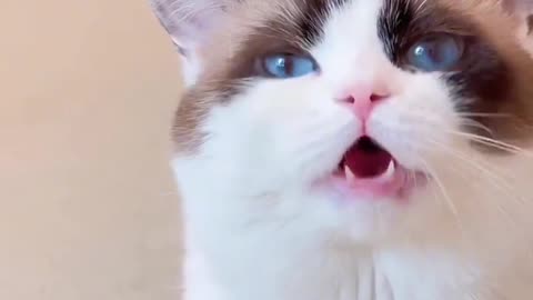 Cute cat