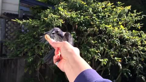 Blue Jay bird flying in slow motion and taking a peanut