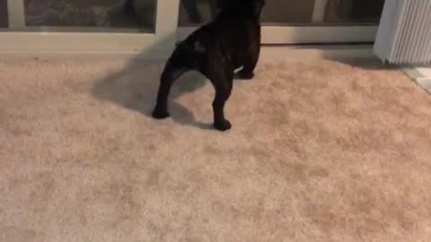 Black french bulldog barks at sliding glass door