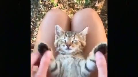 Cute Kitten Videos Compilation _ funny animals try not to laugh _ funny cats