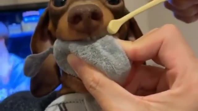 oral care for funny dog