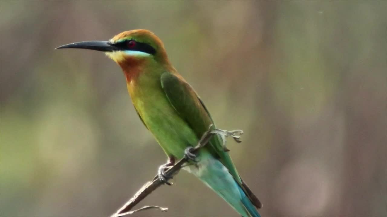 Beautiful bird perched on a small branch - With very beautiful music