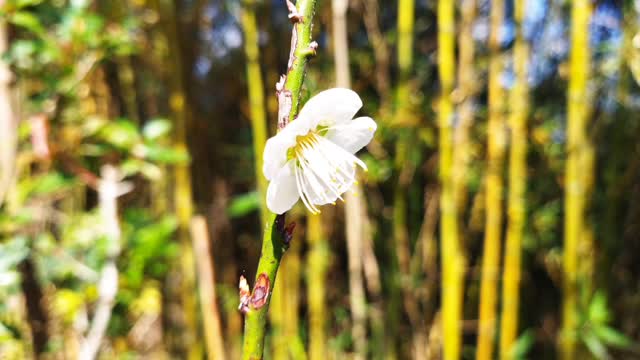 開了四朵梅花 plum blossoms