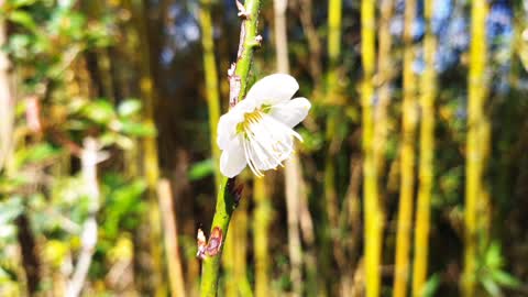 開了四朵梅花 plum blossoms