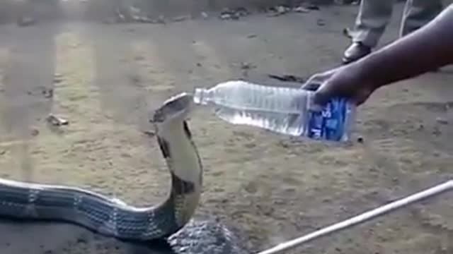 The snake drinks water from the glass