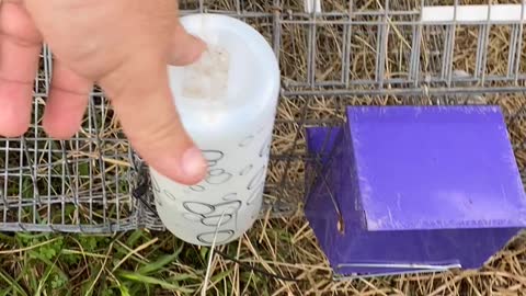 How to Replace Wire Hanger on Rabbit Watering Bottle