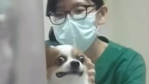 Dog funny reaction when injected•