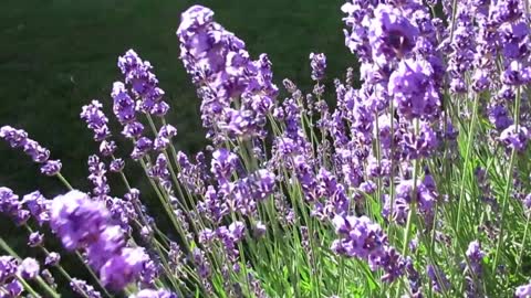 Amazing Nature & Beautiful Blooming Flowers