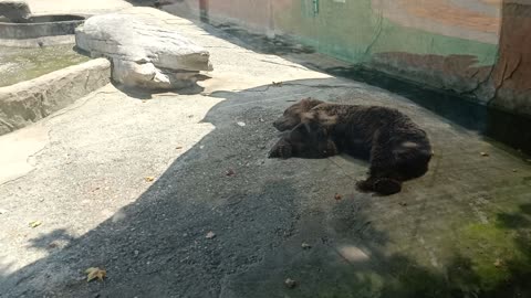 This bear is sleeping comfortably