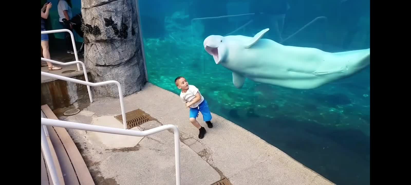 Funny Kids at the Aquarium [] Girl SPOOKED By A Beluga Whale!