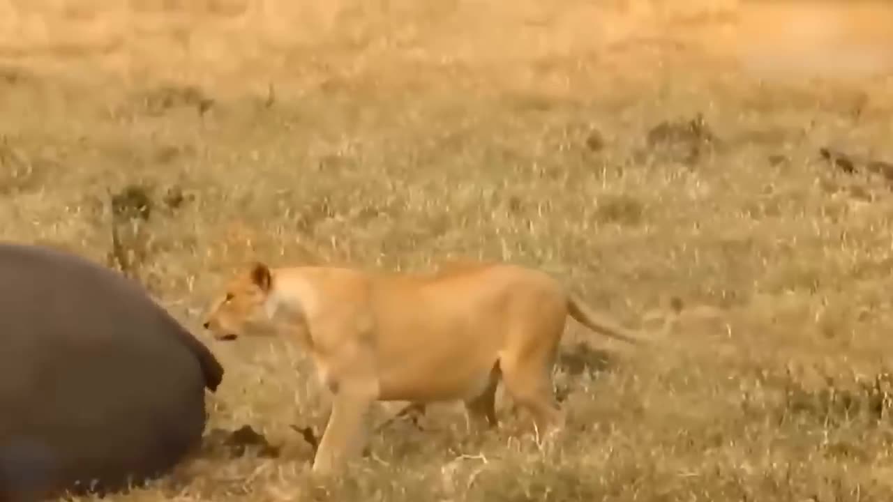 Lion's Failed Hunt Is Prevented By Hippo - Great Battle Of Lion Attack Hippo-10