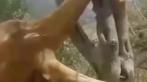 Amazing video