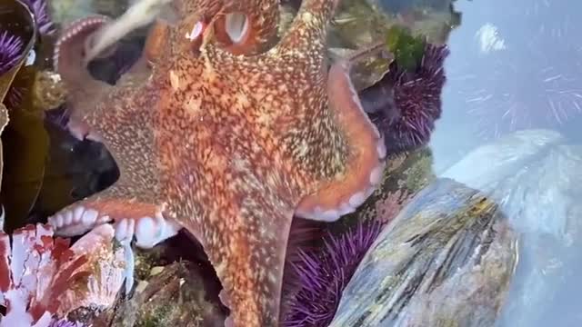 beautiful octopus❤