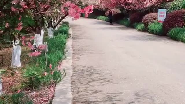 Cherry blossom Road in the countryside