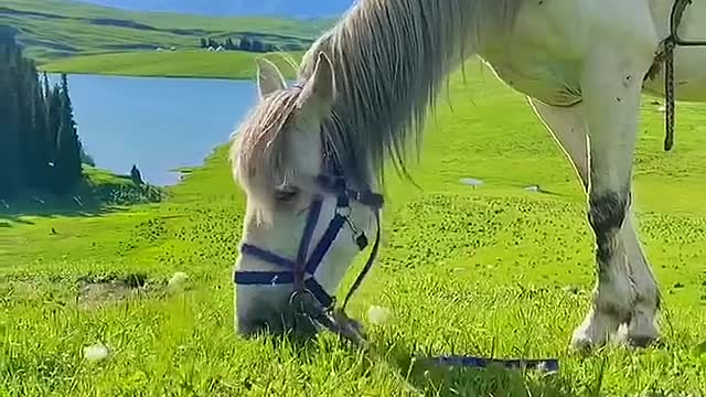 White horse eat grass