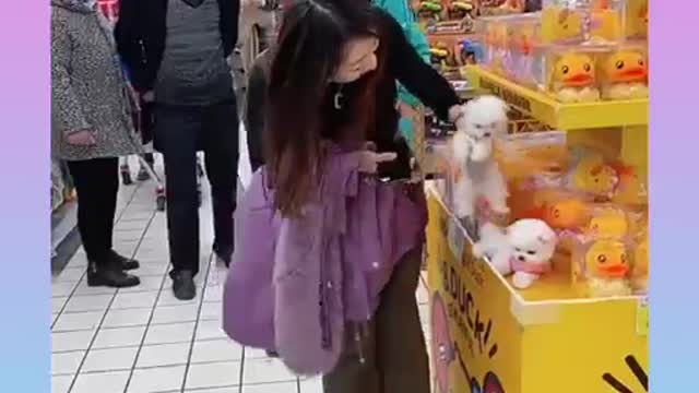 Funny and Cute Dog Video Compilation_22 _#short