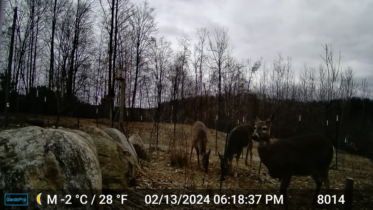 Three Deer and a Dove