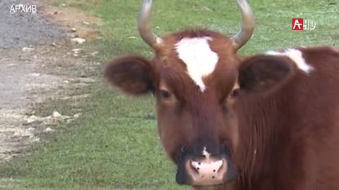 Ветслужба Абхазии