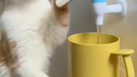 "Ultimate Funny Animal Compilation - You Can't Watch Without Laughing!"