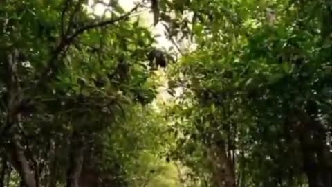 Relaxation, natural forest
