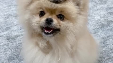 Beautiful and smart dog