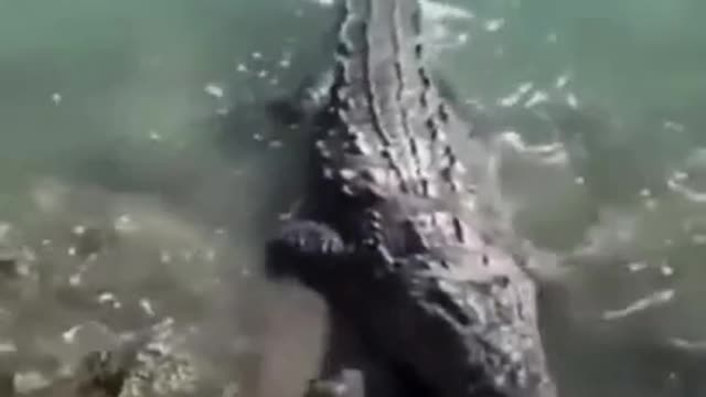 Pigeon becomes a snack of crocodile..