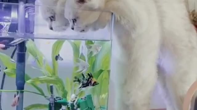 Kitten driking water from aquirium
