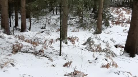 Walking through the Dalheimer forest