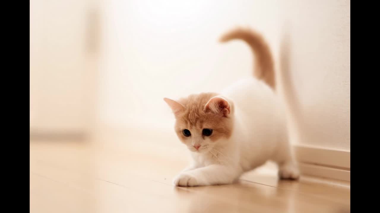 Top Ten most beautiful cats in the World