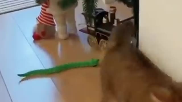 snake vs cat funny moment