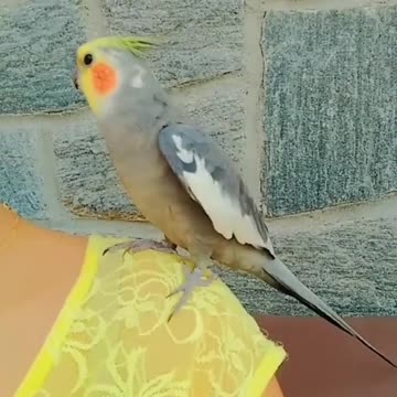Cocktail bird standing on the back of its owner in an exciting way