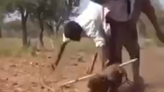 funny video ! funny camel 🐫 video