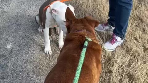 #4 green lead male tan mastiff mix #6 female bindle white Feb2022