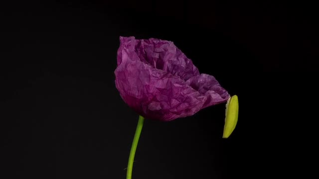 time lapse flowers