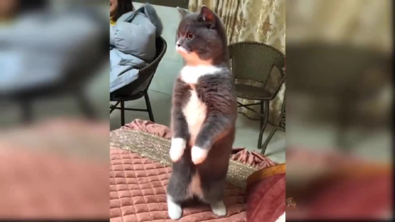 Cut and funny cat video.#shorts1