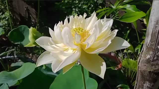 Blooming Lotus (6)