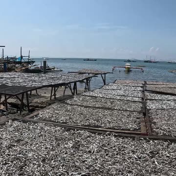 Wow! Look at All the Bulad Drying in the Sun!