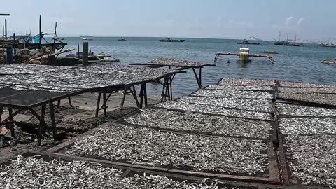 Wow! Look at All the Bulad Drying in the Sun!