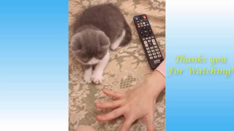 Funny Animals Videos 2021 #Compilation .