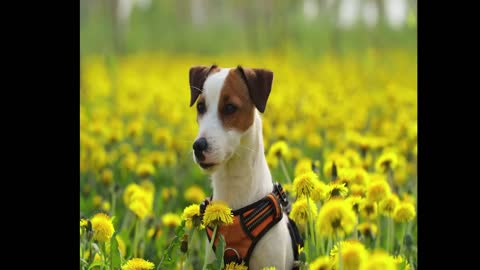 dog feeling chill between sunflowers