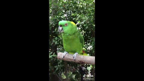 Funny parrots (moments)